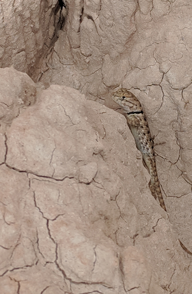 A collared lizard perched on top a rock