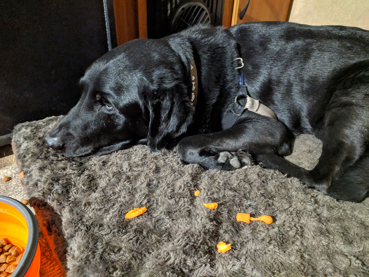 H-dog laying next to a chewed up (but uneaten) carrot