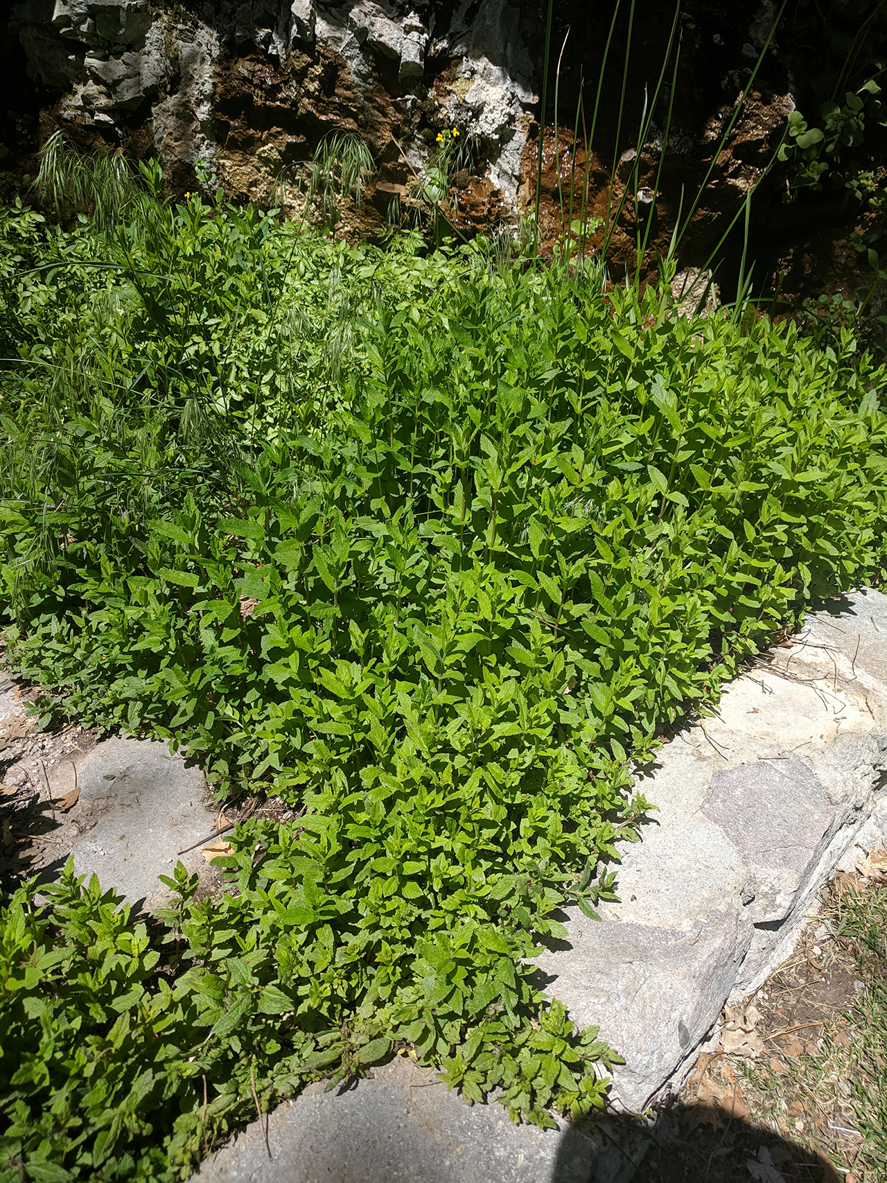 A large patch of mint growing in the spring waters