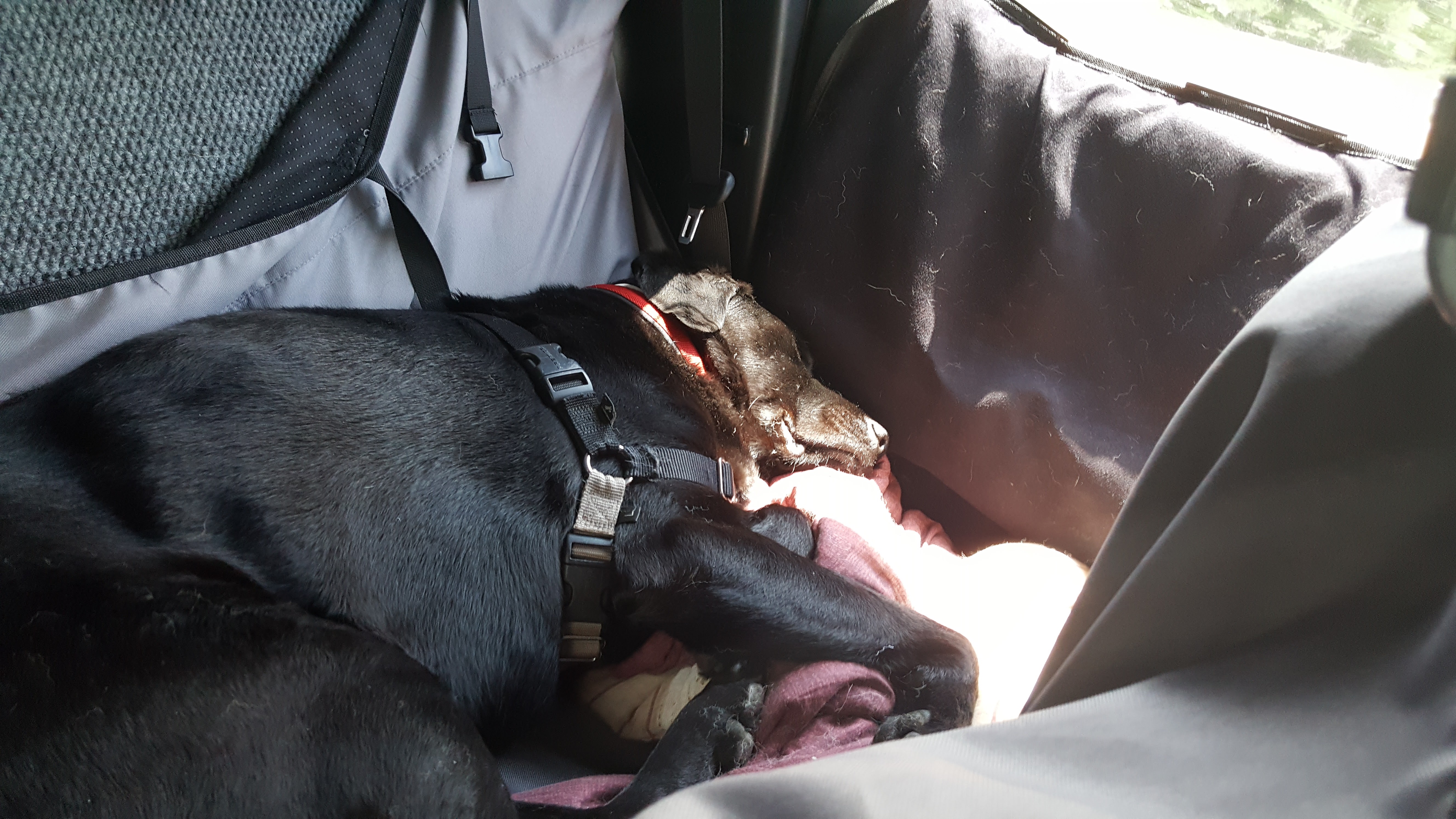 Black lab sleeping in the back seat